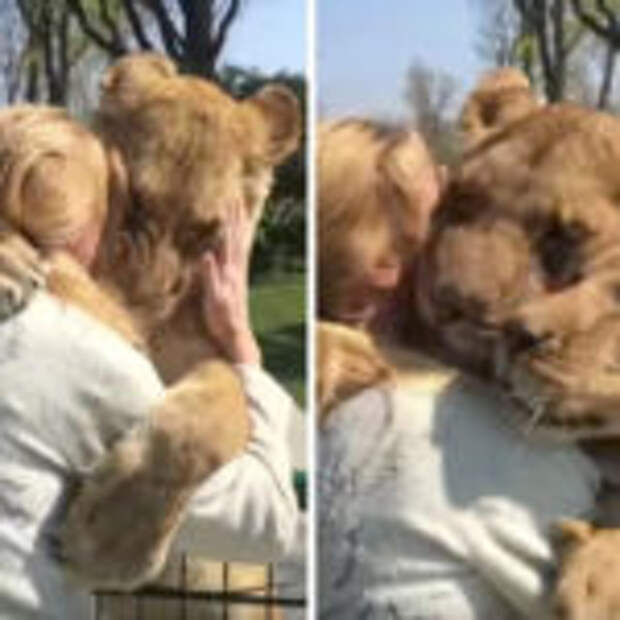 Львы бросились обнимать первую хозяйку, которую не видели семь лет