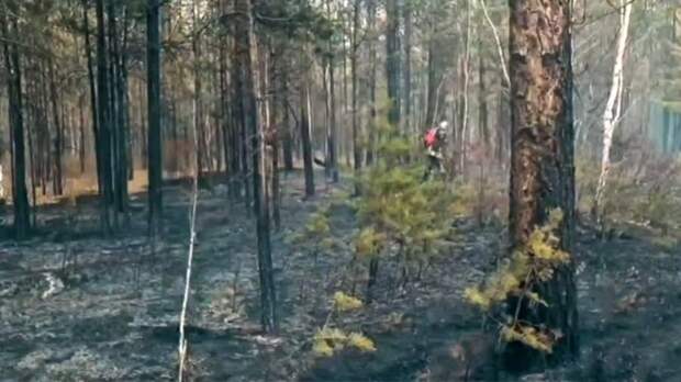 В Забайкалье площадь лесных пожаров выросла до 629 тыс. га