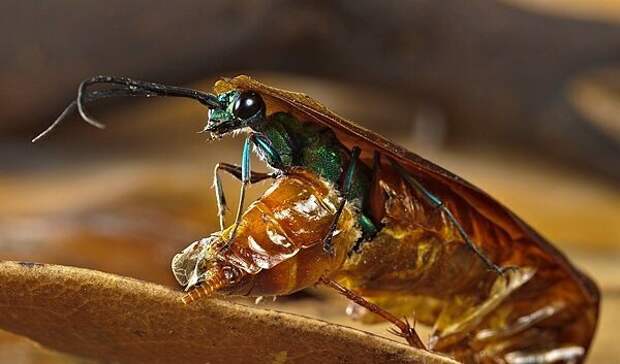 4. Изумрудная тараканья оса делает из тараканов живых мертвецов, а потом откладывает в них яйца Скарабей, жуки, крылья, муха, насекомые, стрекоза, факты