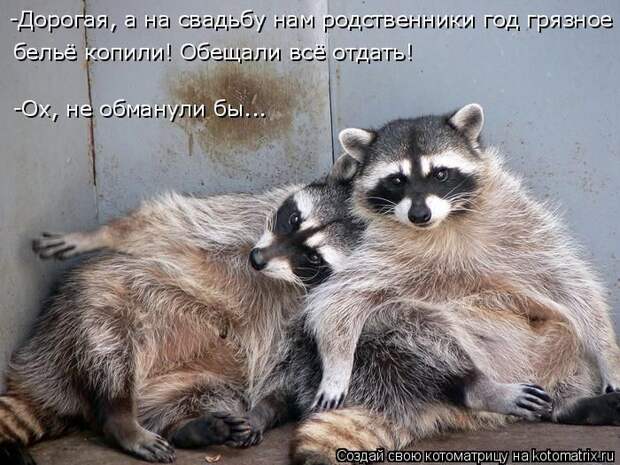 Лучшие котоматрицы недели (50 фото)