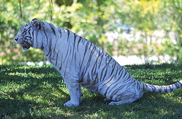 High Quality Stock Photos of &quot;white bengal tiger&quot;