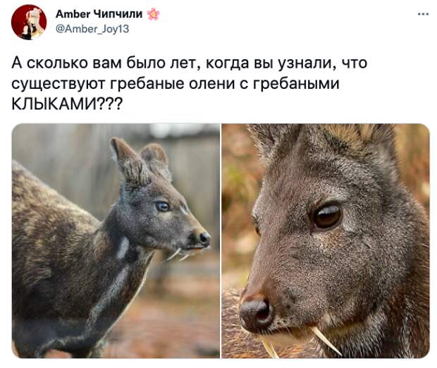 И называется он - кабарга И называется он - кабарга
