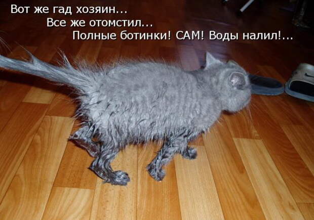 Лучшие котоматрицы недели Лучшие котоматрицы недели