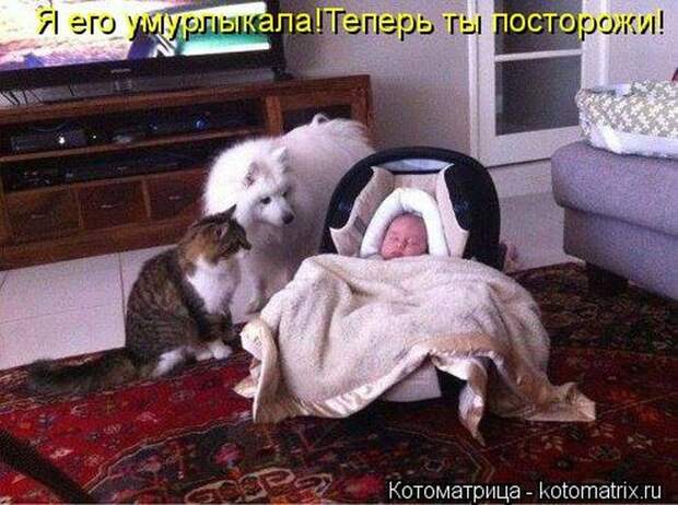 Забавные животные (50 фото)