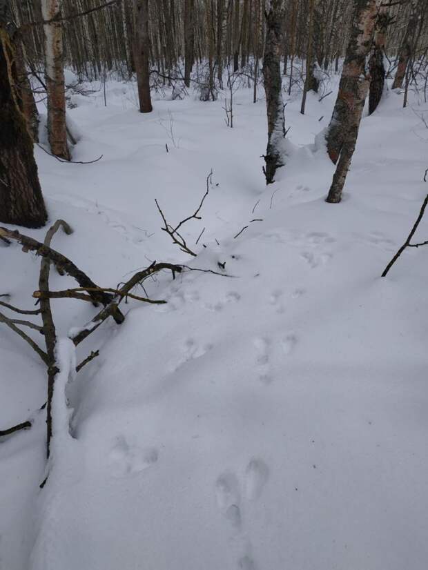 Лесные романтики из Рязанской области: весна пришла, зайцы ищут пары!
