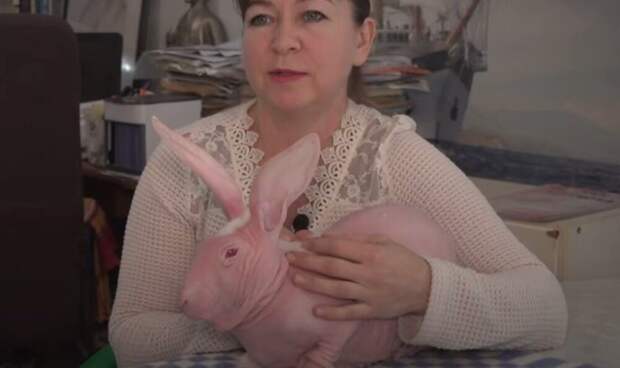 Лысый кролик Добби