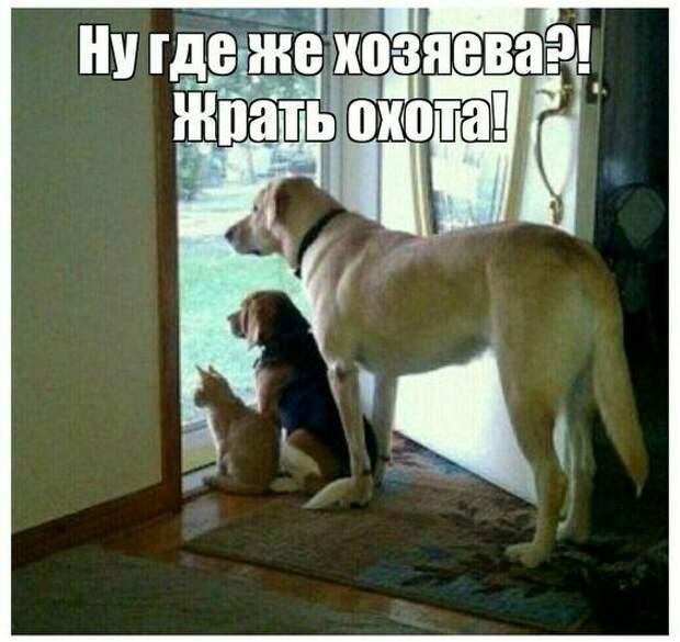 Смешные до слез картинки с юмором