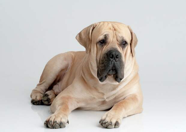 8-е место: Бурбуль - порода служебных собак с отличными охранными качествами, выведенная в Южной Африке в XVII веке. собаки, топ-15