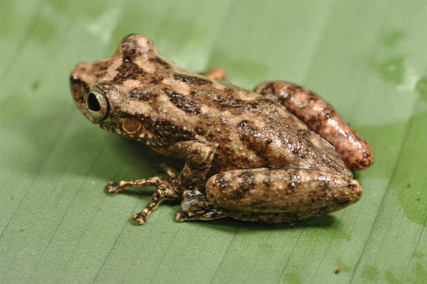 Это квакша — один из шести новых видов лягушек, обнаруженных учеными на Суринаме