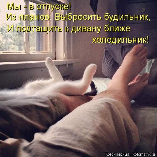 Лучшие котоматрицы недели (50 фото)