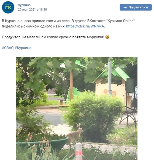 Заяц вновь отправился на «гастроли» в Куркино