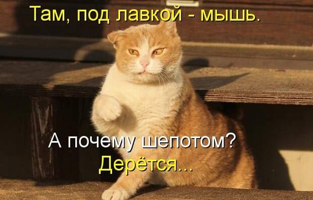 А когда все фонари и столбы  приручили, остается валяться под лавкой. Например это очень любят животные... история, лавка, праздник, смешно, фонарь