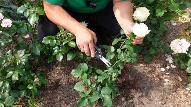 Как обрезать розу для пышного цветения