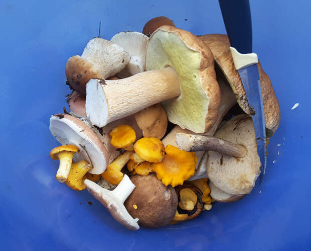 Тушеная картошка с грибами и мясом в казане Тушеная картошка с грибами и мясом в казане