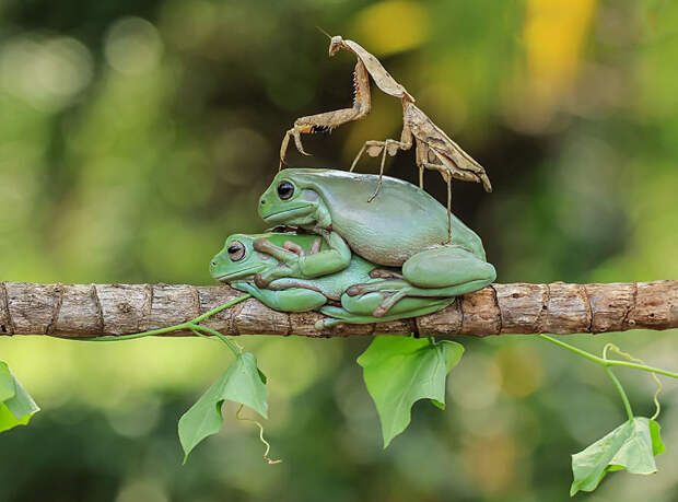 frog-photography-tantoyensen-34-5836fbb405f10__880