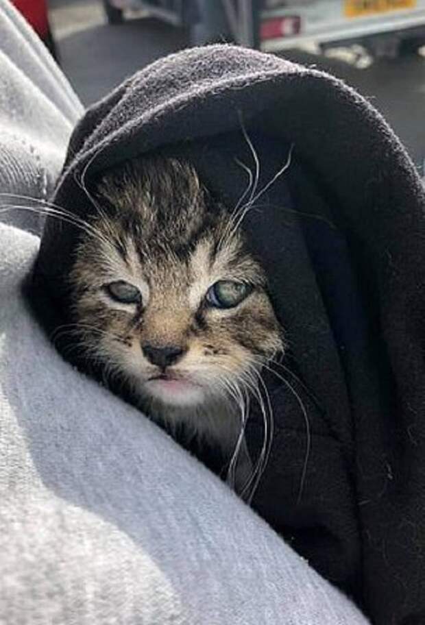 Уставший котенок Котенок укутанный