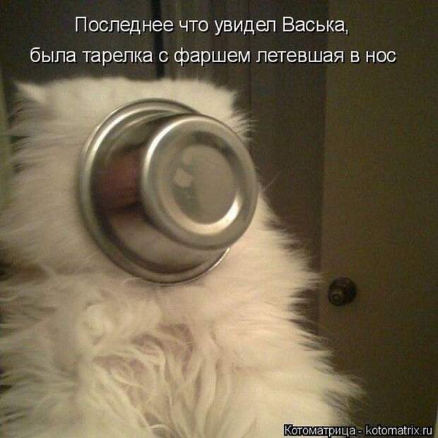 Забавные животные (50 фото)