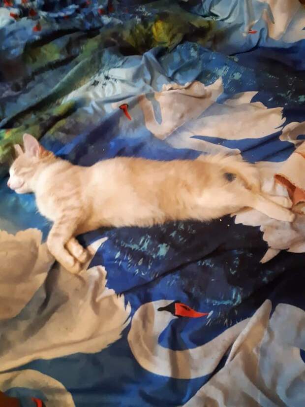 кот на кровати