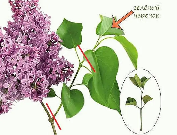 Зеленый побег сирени