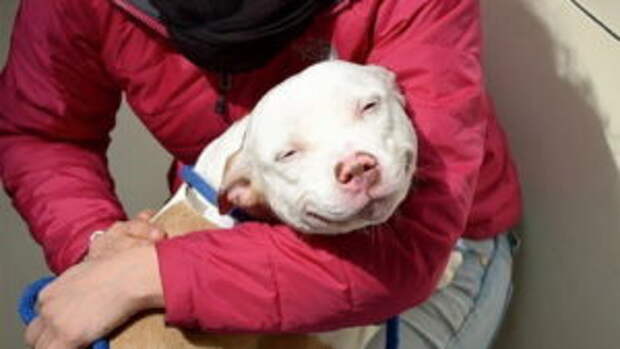 adopted-dogs-first-day-home78