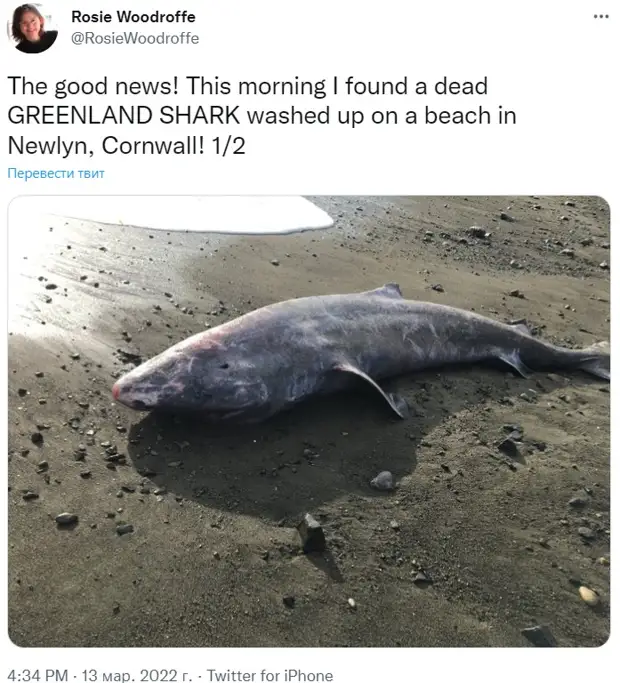 Редчайшую гренландскую полярную акулу обнаружили на побережье Великобритании