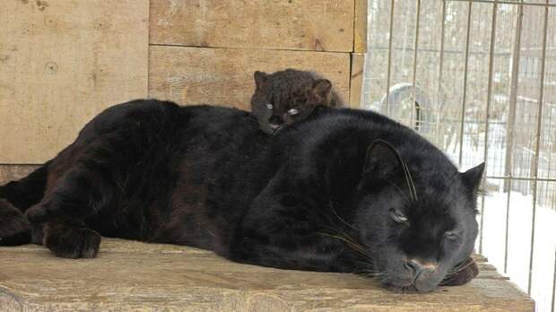 В барнаульском зоопарке показали заботливого папу-леопарда с очаровательным котенком