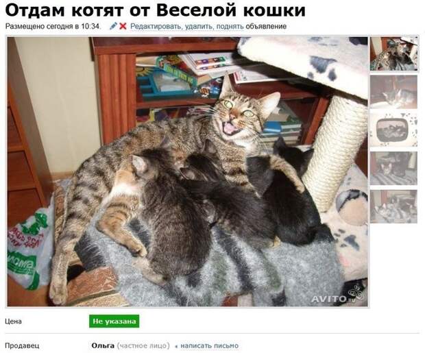 Смешные объявления о продаже кошек на авито