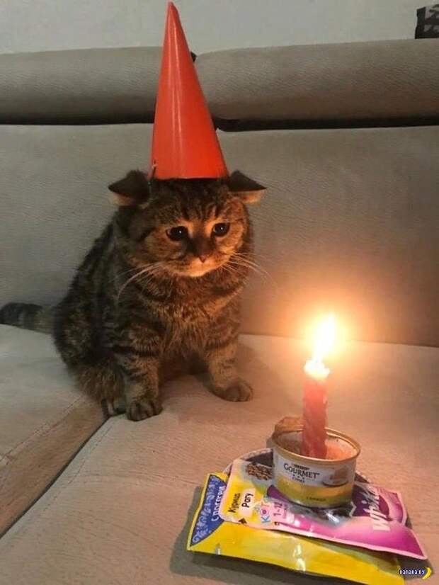 Животный мир! Животный мир!