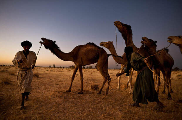 Туареги