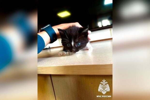 Из огня в семью: трогательная история спасения котёнка в Вологодской области