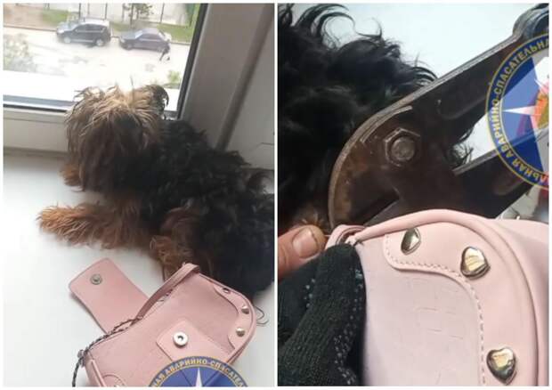 Спасатели помогли застрявшей в дамской сумочке собаке