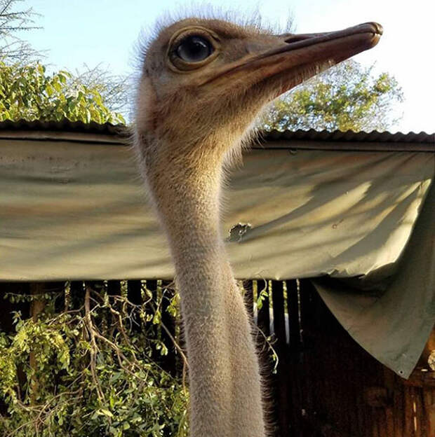 ostrich-snuggles-orphaned-elephants-2