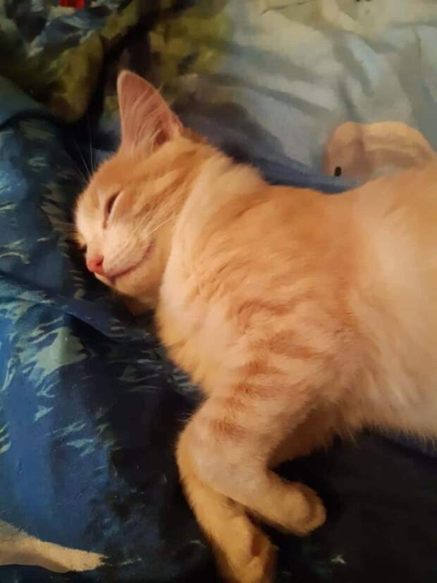 рыжий кот