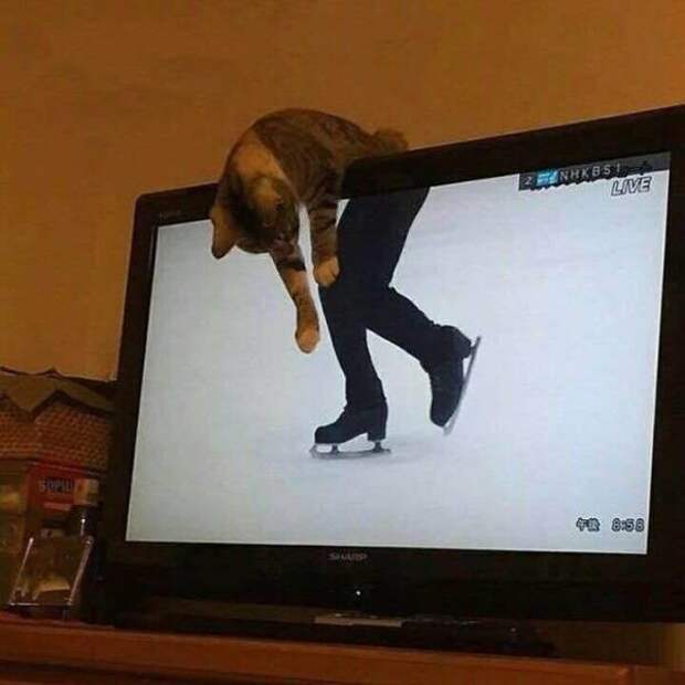 Непостижимая кошачья логика