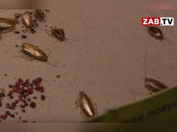 Тараканы в читинской школе заинтересовали прокуратуру