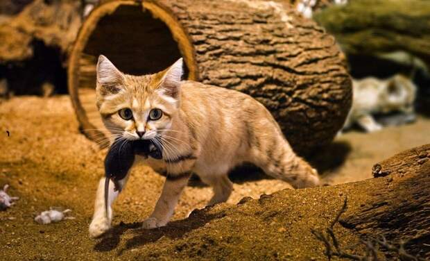 Барханный кот. Самый маленький представитель диких кошачьих