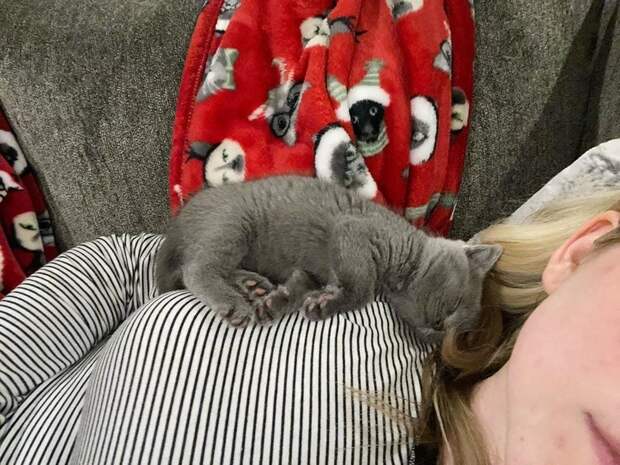 Без кота и жизнь не та