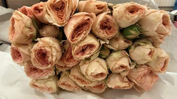 Алтайский край получил почти 79 тонн тюльпанов из Поднебесной к 8 Марта