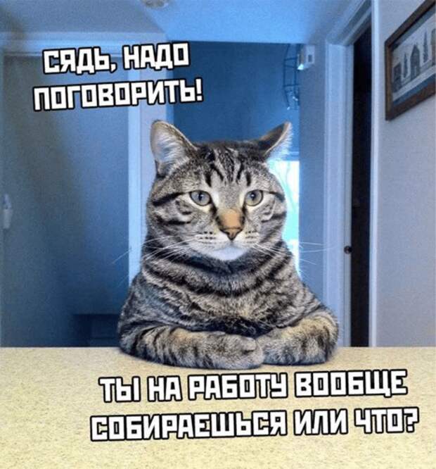 Животные устали от хозяев