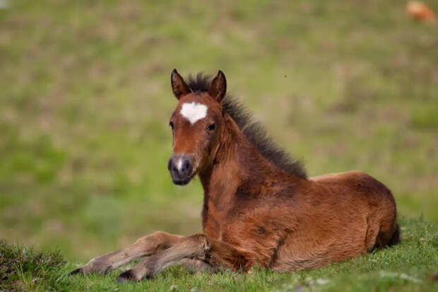 "Технология будущего": в России появился на свет первый жеребенок из пробирки