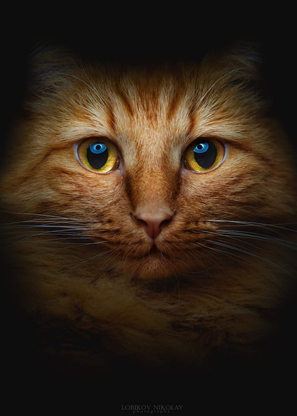 Фотопортреты котиков