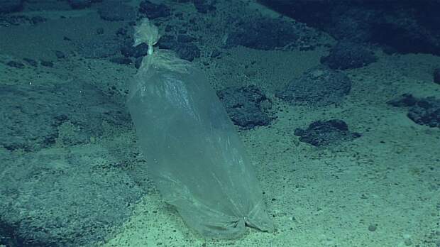 При всей вездесущности микропластика, почти целые пакеты — вроде этого на дне Марианской впадины — намного опаснее для обитателей моря / ©NOAA Office of Ocean Exploration and Research via AP