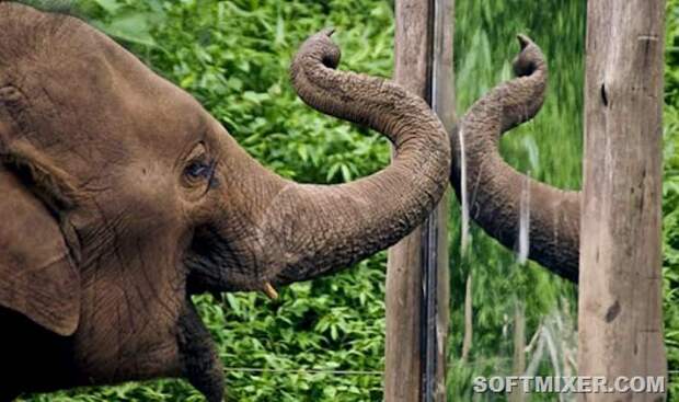 elephant-mirror-test-2