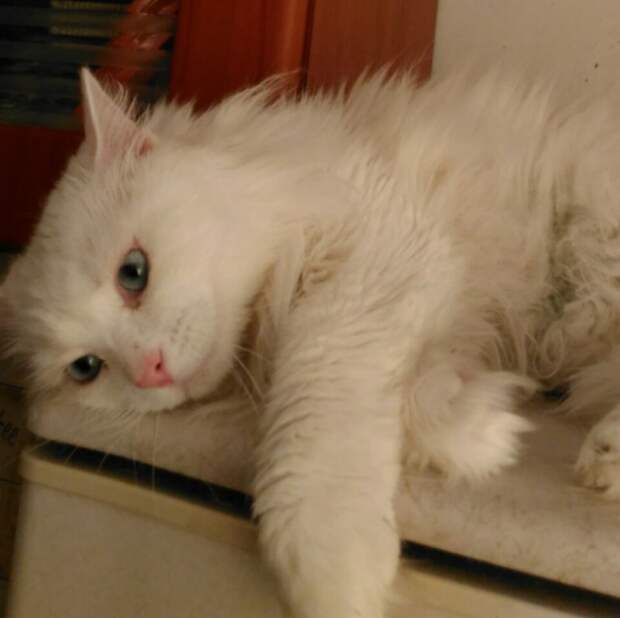 Роскошного белого кота выставили на мороз белый кот, кот, кошка