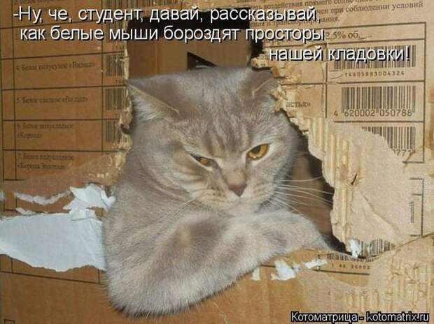 Лучшие котоматрицы недели (50 фото)