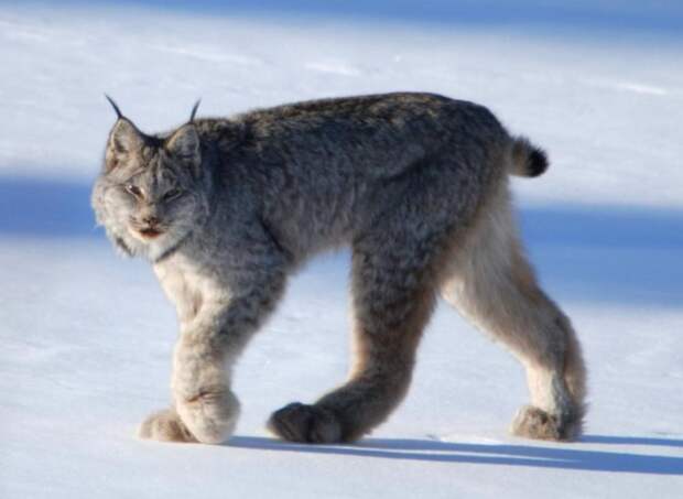 21-Lynx canadensis.JPEG