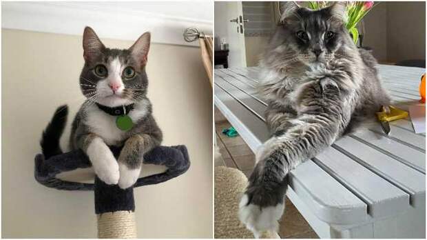 котики