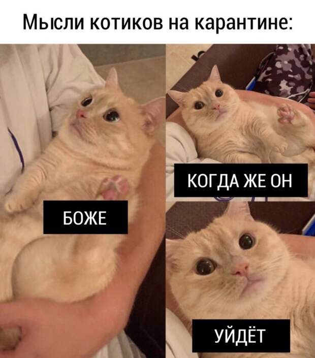 коты против карантина