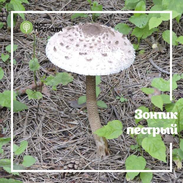 Собирать грибы в Щукинском лесопарке разрешено только «на камеру»