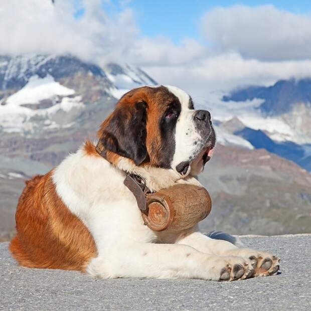 3-е место: Сенбернар - порода собак гигантских размеров, происходящая от рабочих собак из итальянских и швейцарских Альп, которых первоначально разводили как спасателей. собаки, топ-15
